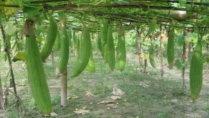 ধুন্দল চাষে লাভবান হচ্ছে কুমিল্লার চাষিরা