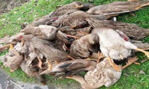 নীলফামারীতে কীটনাশক ছিটিয়ে ৬৫টি হাঁস হত্যার অভিযোগ