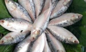 ইলিশ বিক্রি থেকে ৫.৫৯ শতাংশ রাজস্ব আয় বৃদ্ধি