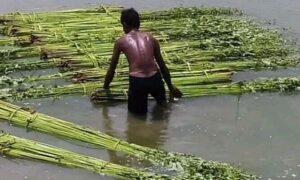 পাট সংগ্রহে ব্যস্ত কিশোরগঞ্জের চাষীরা