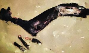 লোহাগড়ায় ছাগল চুরি, মাংস উদ্ধার