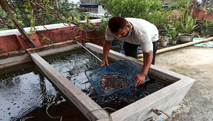 রঙিন মাছ চাষে সফল মর্তুজা