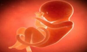 নওগায় ৫-৬ মাসের মানব ভ্রুণ উদ্ধার