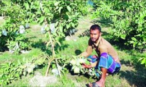 পেয়ারা চাষে সফল ডুমুরিয়ার ইমন খান