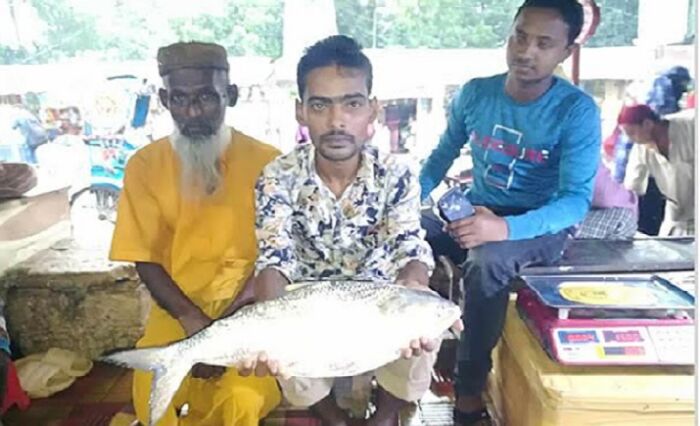 বাজারে বড় আকৃতির ইলিশ: নিষেধাজ্ঞার সুফল পাচ্ছেন জেলেরা