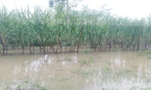 প্রভাবশালী কর্তৃক পানি নিষ্কাশনের রাস্তা বন্ধ: কৃষকদের মাথায় হাত