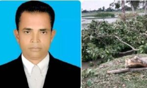 বেলকুচিতে সরকারি গাছ কেটে, প্রতিবাদ দিয়ে ধামাচাপার চেষ্টাইউপি সদস্য’র