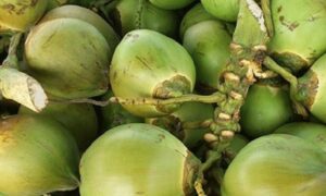 ডাব ডেঙ্গু রোগীর জন্য বাধ্যতামূলক নয় : অধ্যাপক ডা. এবিএম আবদুল্লাহ