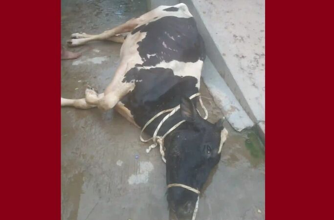 ফরিদপুরে ফোঁড়া রোগে মারা গেল ২০ ফ্রিজিয়ান গরু