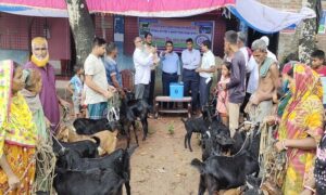 জয়পুরহাটের আক্কেলপুরে ছাগল, ভেড়ার পিপিআর ভ্যাকসিন কার্যক্রমের উদ্বোধন