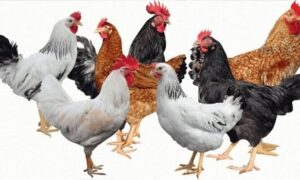 এবার মুরগির বাজারে করপোরেট কারসাজি