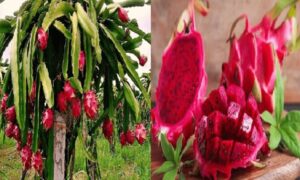 ড্রাগন ফল কেন খাবেন