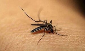 ফরিদপুরে ডেঙ্গুতে প্রাণ গেল আরও এক নারীর, হাসপাতালে ৩০৪