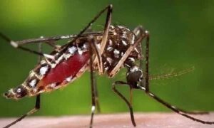 ফরিদপুরে ডেঙ্গুতে প্রাণ গেল আরও এক জনের, হাসপাতালে ২৫৭