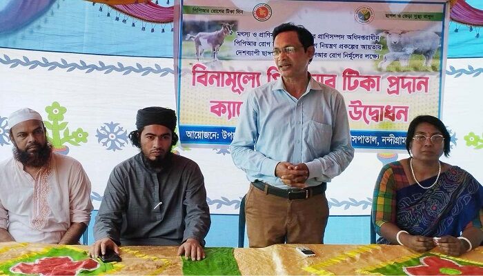 বগুড়া নন্দীগ্রামে ছাগল-ভেড়ার ভাইরাস প্রতিরোধে টিকা কার্যক্রম