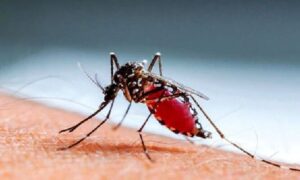 গত ২৪ ঘণ্টায় ডেঙ্গুতে আক্রান্ত হয়ে চারজনের মৃত্যু