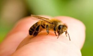 শেরপুরে মৌমাছির কামড়ে কাঠমিস্ত্রির মৃত্যু