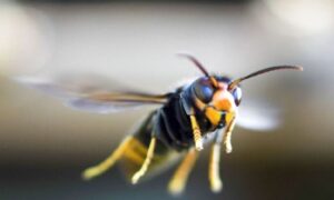 যুক্তরাজ্যে বাড়ছে ভীমরুল, ঝুঁকিতে মৌমাছি