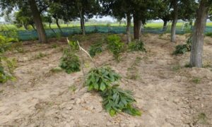 শেরপুরে গাছের সাথে এ কেমন শত্রুতা