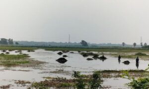 গোপালগঞ্জে চাষাবাদের আওতায় আসছে ২১ একর জলাবদ্ধ জমি