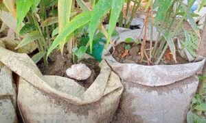 বস্তায় আদা চাষ করে বাড়তি আয়ের স্বপ্ন দেখছেন স্কুল শিক্ষক