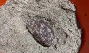 টিভি দেখে গ্রেনেড চিনলো শিশুরা ৯৯৯ কল দিয়ে উদ্ধার