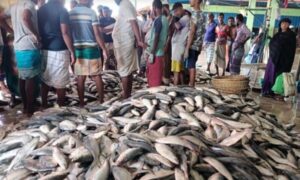 খুলনার রুপসা আরতে ইলিশের আমদানী প্রচুর, দাম মধ্যবিত্তের নাগালের বাইরে