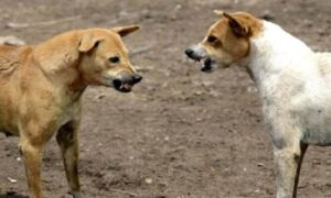 বাবা-মায়ের কাছে কুকুরের কামড় গোপন, শিশুর মৃত্যু