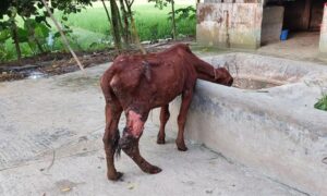 ফরিদপুরে ক্ষুরা রোগে শতাধিক গরুর মৃত্যু, দুঃশ্চিন্তায় খামারিরা