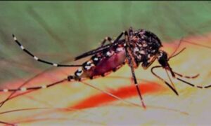 নড়াইলে হাসপাতালে ভর্তির ১ ঘন্টা পর ডেঙ্গু জ্বরে আক্রান্ত  হয়ে নারীর মৃত্যু