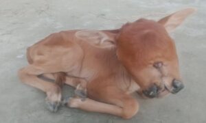 কুড়িগ্রামে অদ্ভূত আকৃতির বাছুরের জন্ম,দেখতে উৎসুক জনতা ভীড়