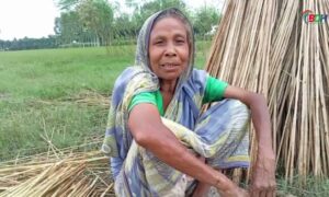 পাট চাষে লোকসানে কৃষকরা  || নাটোর || 13.09.23 || বিডিহেডলাইন্স সংবাদ