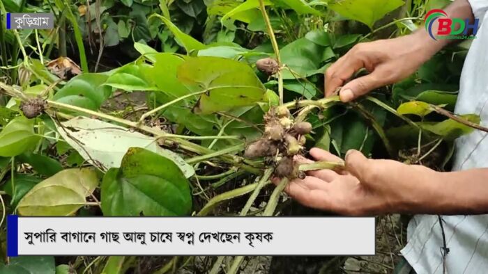 সুপারি বাগানে গাছ আলু চাষে স্বপ্ন দেখছেন কৃষক || BDHEADLINES24.COM ||15.09.23