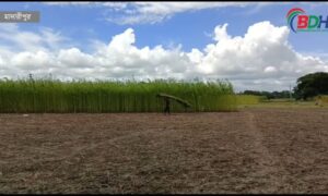 পাটের ফলন ভালো হলেও দাম নিয়ে দুশ্চিন্তায় কৃষকরা || BDHEADLINES24.COM ||14.09.23