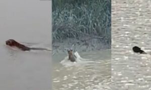 সুন্দরবনের নদীতে বাঘের সাঁতার কাটতে দেখলেন দর্শনার্থীরা