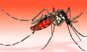 সালথায় ডেঙ্গুতে প্রাণ গেল যুবকের