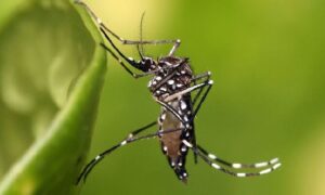 সালথায় ডেঙ্গুতে প্রাণ গেল আর এক বৃদ্ধার