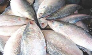 শরীয়তপু‌রে মা ই‌লিশ শিকা‌রের অপরা‌ধে আটক ১৯