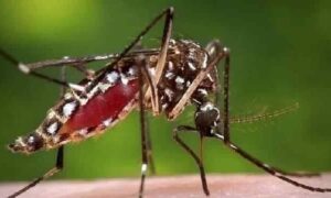 ফরিদপুরে ডেঙ্গুতে আরও ১ জনের মৃত্যু, হাসপাতালে ২৫০