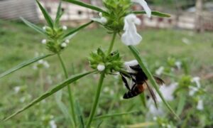 কালের আবর্তে হারিয়ে যাচ্ছে ঔষধি গাছ শ্বেতদ্রোণ