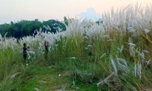 সবার নজর কাড়ছে টাঙ্গন নদীর ধারের কাঁশফুলের সাদা শুভ্রতা