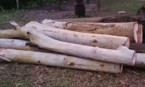 হাতীবান্ধায় রাস্তার সরকারী গাছ কাটার অভিযোগ উঠেছে ইউপি সদস্যর বিরুদ্ধে