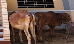 বেপরোয়া গরু চোর সিন্ডিকেট, এক রাতে ৩ লাখ টাকার গরু চুরি