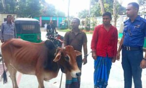 বগুড়ায় চোরাই গরুসহ আটক ২