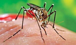 লোহাগড়ায় ডেঙ্গু আক্রান্ত হয়ে এক গৃহবধূর মৃত্যু