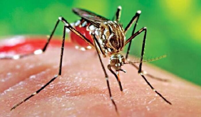 লোহাগড়ায় ডেঙ্গু আক্রান্ত হয়ে এক গৃহবধূর মৃত্যু