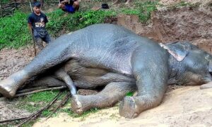 শেরপুর সীমান্তে থেকে বন্য হাতির মরদেহ উদ্ধার