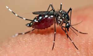 ফরিদপুরে ডেঙ্গুতে প্রাণ গেল আরও এক শিশুর, হাসপাতালে ২৫৩