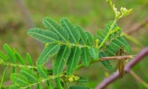 আপনি জানেন কি? নানা রহস্যে ভরা লজ্জাবতী গাছ