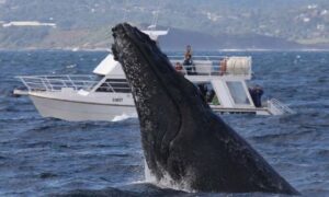 নৌকায় তিমির আঘাত, অস্ট্রেলিয়ায় পুরুষের মৃত্যু